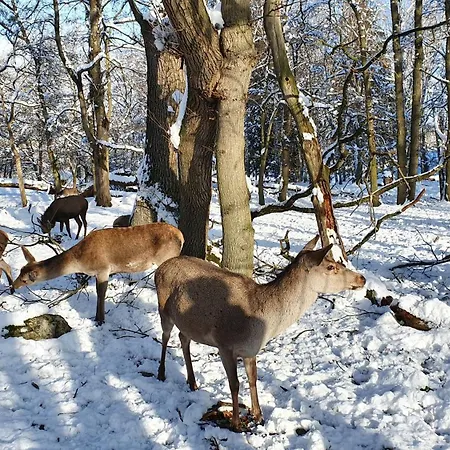 Apartamento Am Waeldchen